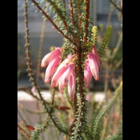Erica Bauera Andrews (fam. Ericacees) (Afr. du sud) (Parc de la tete d'or) (2)